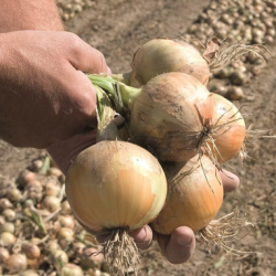 Cebula Hylander f1 dGS Precision  250 000 nasion st